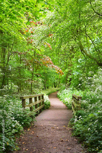 Naklejka ścienna Walkway in Stochemhoeve forest park in the Netherlands
