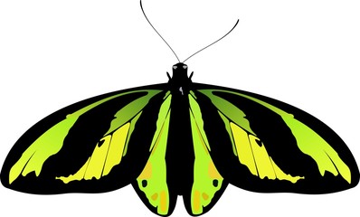 Wall Mural - Ornithoptera alexandrae Rothschild