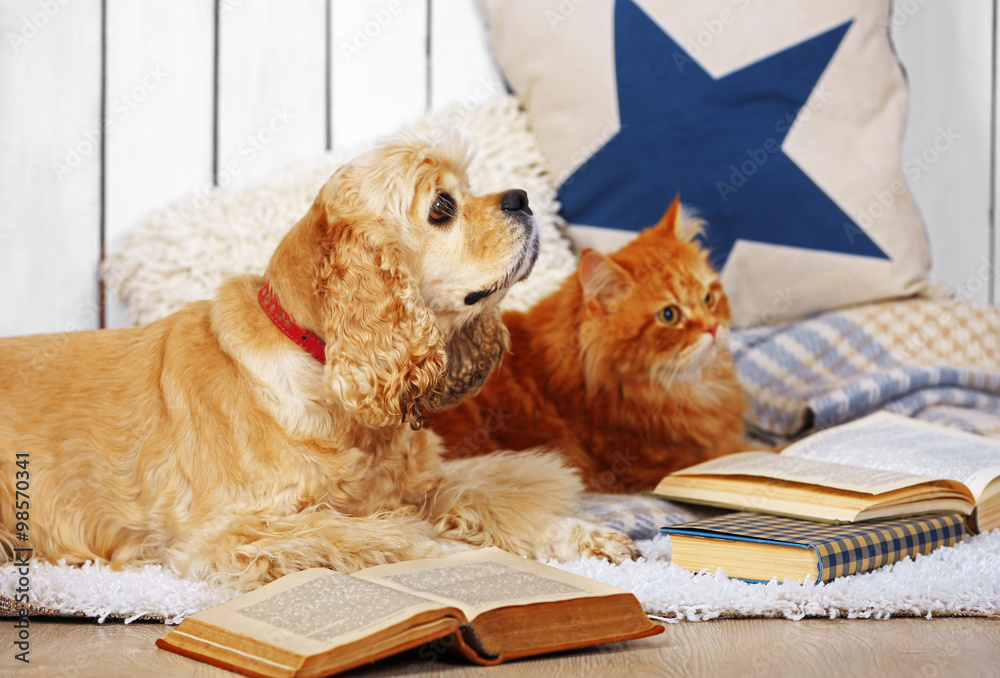 Cat and dog with books on sofa inside