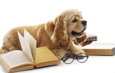 Wall Mural - Dog and books isolated on white