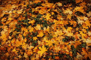 Background of colourful autumn leaves on the ground