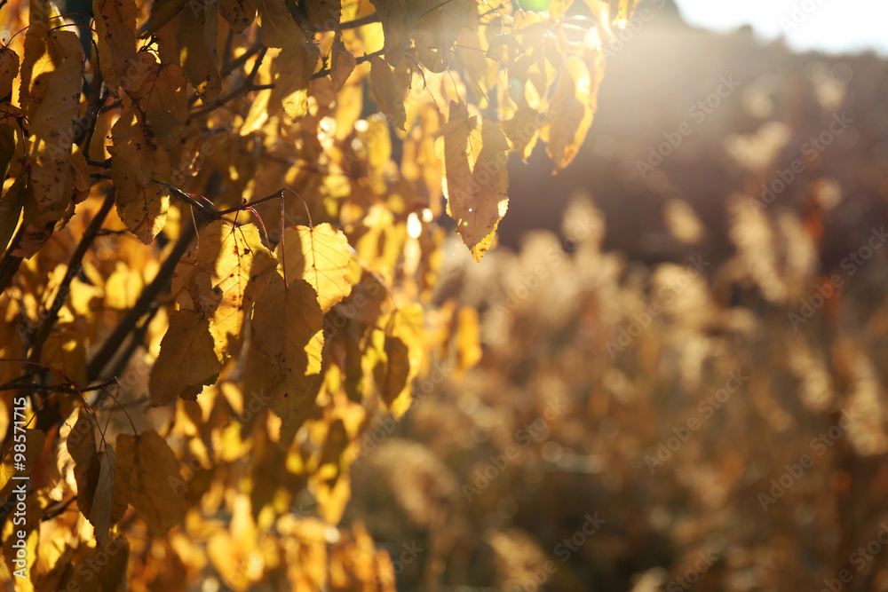 Beautiful landscape with golden tree's leaves, close up