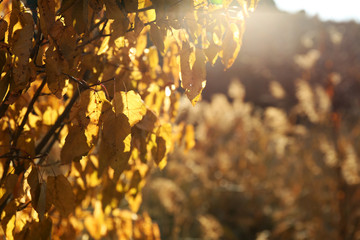 Wall Mural - Beautiful landscape with golden tree's leaves, close up