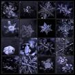 © larineb - set of real natural snowflakes and berry on black background