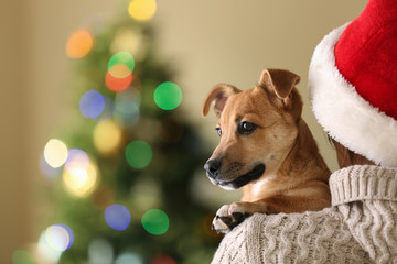 Sticker - Woman in Santa hat holding at shoulder small funny cute dog on Christmas background