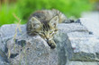 Котенок лежит на каменно заборе