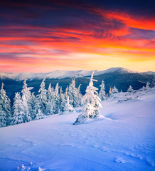 Wall Mural - Colorful winter scene in the snowy mountain.