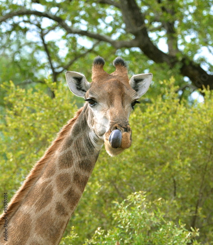 Girafe Qui Tire La Langue Photo Stock Adobe Stock Girafe Qui Tire La Langue Photo Stock Adobe Stock
