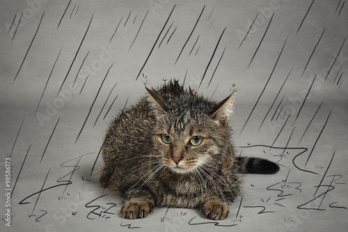 Chat Abandonne Sous La Pluie Photo Stock Adobe Stock