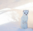 white ermine weasel standing in deep snow