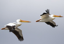 White Pelican Pair In Flight