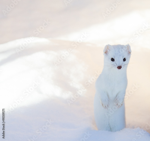 Fotografía white ermine weasel standing in deep snow