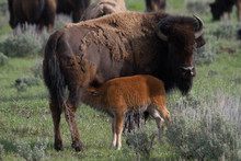 Newborn Bison Calf Nursing From Mother In Yellowstone National Park