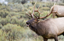 A Bull Elk In Yellowstone National Park With Big Antlers Bugling And Rutting In The Mating Season