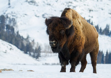 A Huge Bull Bison Stands Angling Toward The Camera In A Snowy Yellowstone Winter Landscape