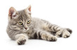 © Anatolii - Kitten on a white background