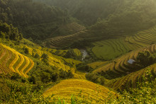 Elevated View Of  Rice Terraces, Vietnam