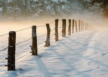 Wooden Posts With Barbed Wire Fence  In Snow, Mookerheide, Netherlands