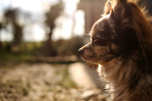 Portrait Of A Chihuahua Dog