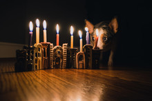 Dog Sitting Next To Lit Hanukkah Menorah