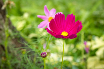 Wall Mural - pink cosmos flower