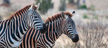 Zebras In Tsavo East National Park, Kenya