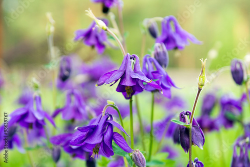 Fotografía Flowers Aquilegia vulgaris on the meadow