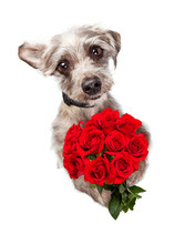 Cute Dog With Dozen Red Roses