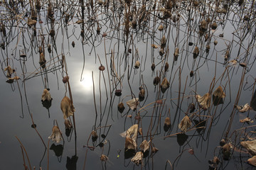 Dead pond of water lilies