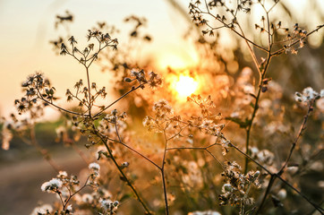 Wall Mural - flower grass at relax and sunset