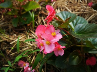 Wall Mural - Begonia