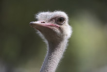 Close-up Portrait Of An Ostrich
