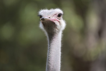 Close-up portrait of an ostrich