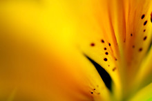 Macro Of Yellow Lily. Macro Detail Of The Petal Of Yellow Lily With Black Spot.