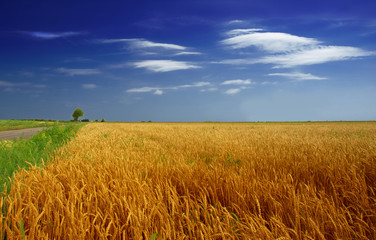 Poster - Wheat field against a blue sky