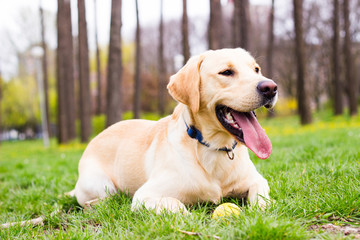 Labrador dog 