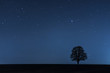 minimalistisches Bild einer einzelnen freistehenden Baum Silhouettevor einem sternklaren Nachthimmel mit Textfreiraum links