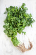 Bunch of Coriander or Cilantro over White Wooden Background