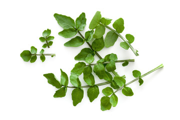 Wall Mural - Watercress Isolated on White Background Overhead View