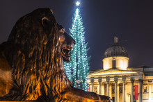 trafalgar square lions dressed for christmas Landseer's Lions in Trafalgar Square
