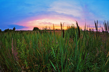 Cattail In A Field At Sunset