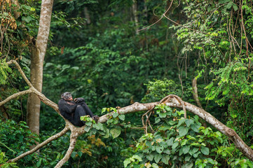 Wall Mural - bonobo (pan paniscus) on a tree branch.