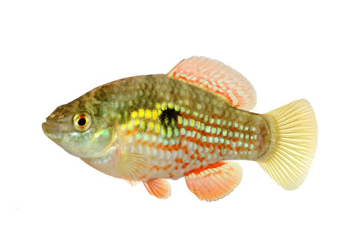 American or Florid Flagfish Jordanella floridae aquarium fish 