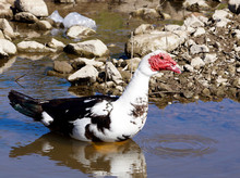 Black White Duck Swimming