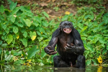 Canvas Print - Portrait of a western lowland gorilla (Gorilla gorilla gorilla) close up at a short distance. adult female of a gorilla in a native habitat.