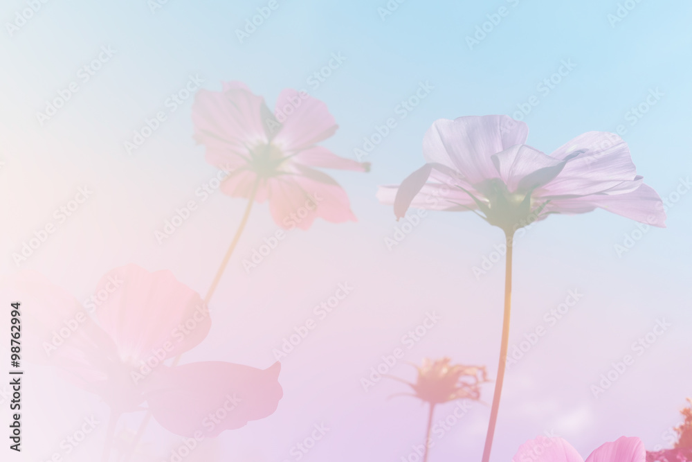 cosmos flower meadow with blue sky - obrazy, fototapety, plakaty 
