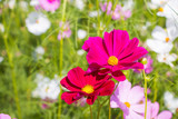 Fototapeta Krajobraz - Beautiful Cosmos Flower field