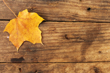  Autumn leaf on wooden background with copy space
