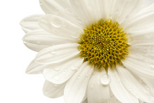 Flower Daisy On White Background