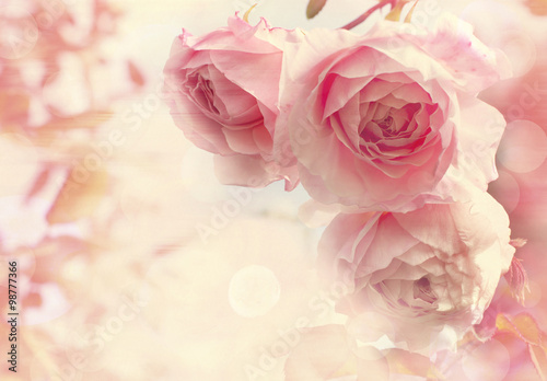 Fototeppich - Toned card with tender pink roses, watercolor texture and copyspace (von laplateresca)